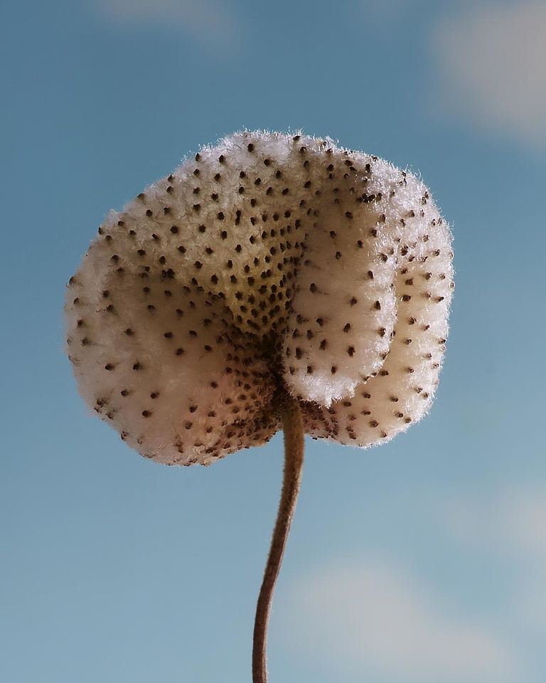 Partition - Anemone.jpg