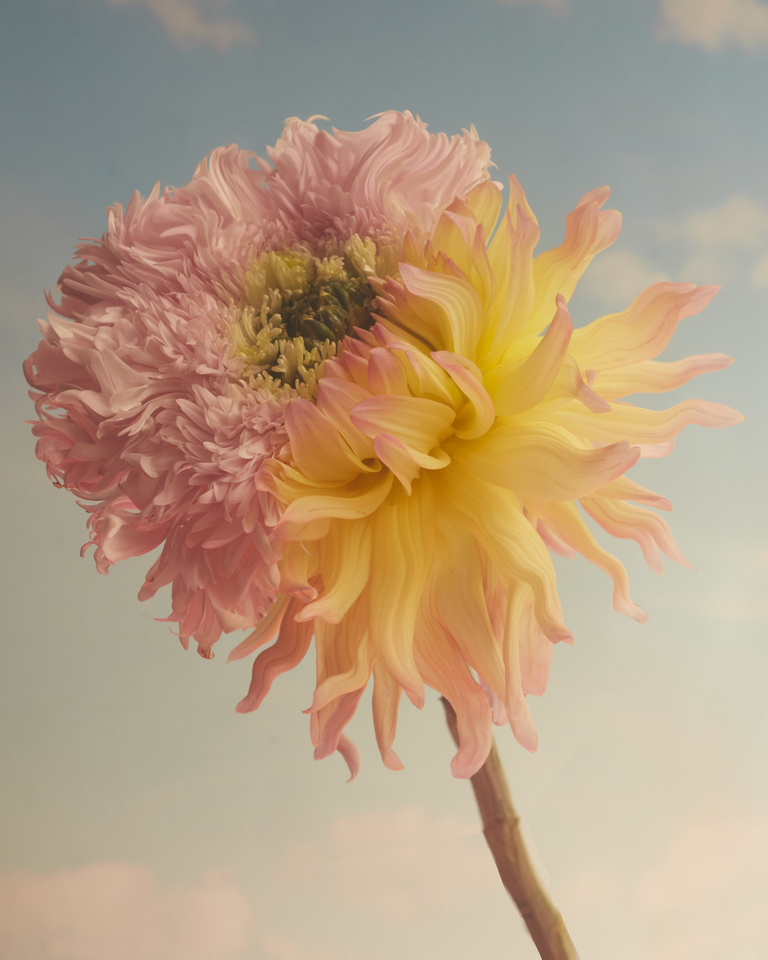 Partition - Chrysanthex2.jpg