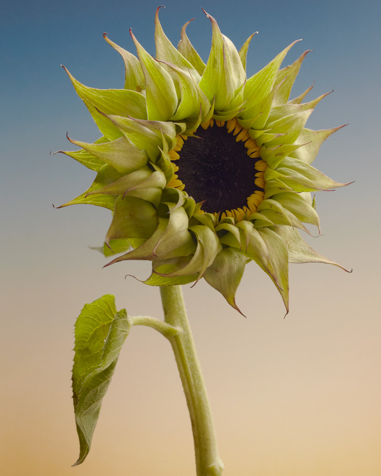 Partition - sunflower.jpg