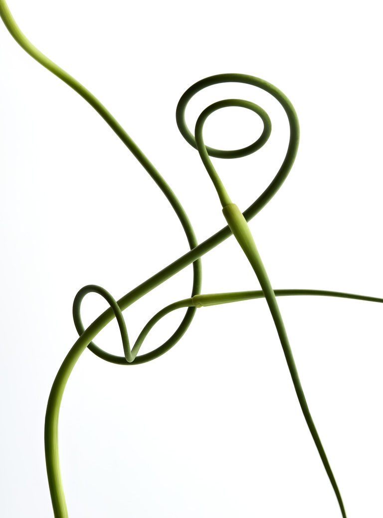 Partition - Wonderland_Flowers-5.jpg