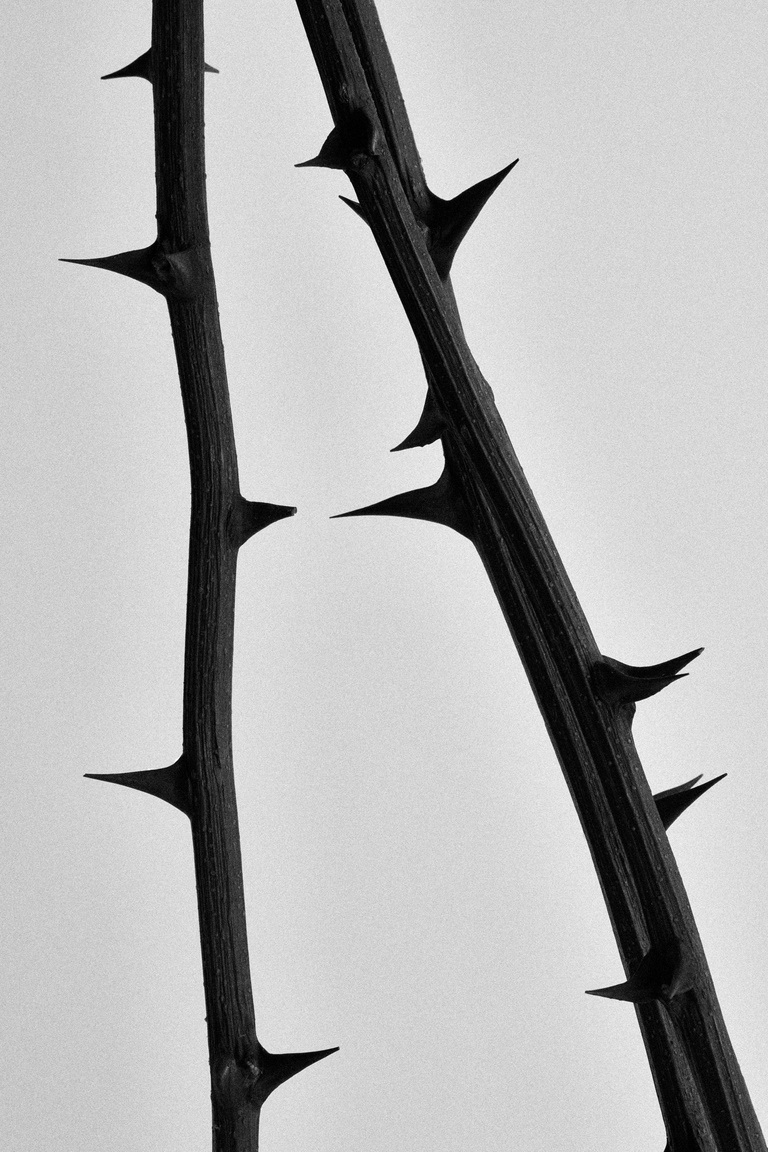 Partition - Wonderland_Flowers-7.jpg